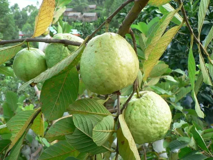 脫髮剋星「芭樂葉」,除了治療脫髮非常厲害,原來還能治糖尿病、降低膽固醇!