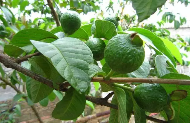 脫髮剋星「芭樂葉」,除了治療脫髮非常厲害,原來還能治糖尿病、降低膽固醇!