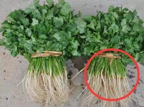 香菜拿來敷臉,女人一定要試一試