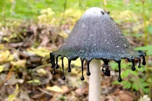 自然里的嚇人植物,確定不是從地獄來的麼?