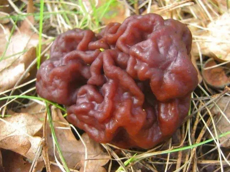 自然里的嚇人植物,確定不是從地獄來的麼?