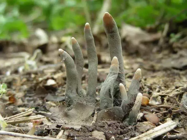 自然里的嚇人植物,確定不是從地獄來的麼?