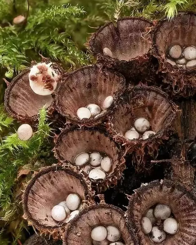 自然里的嚇人植物,確定不是從地獄來的麼?