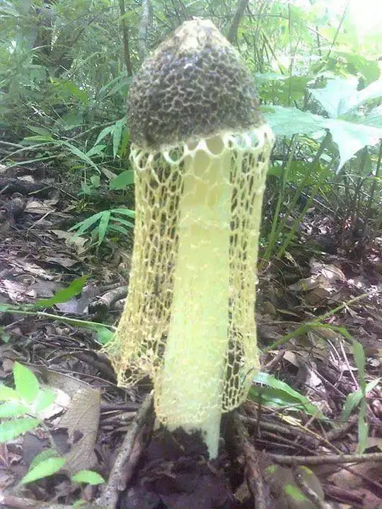自然里的嚇人植物,確定不是從地獄來的麼?