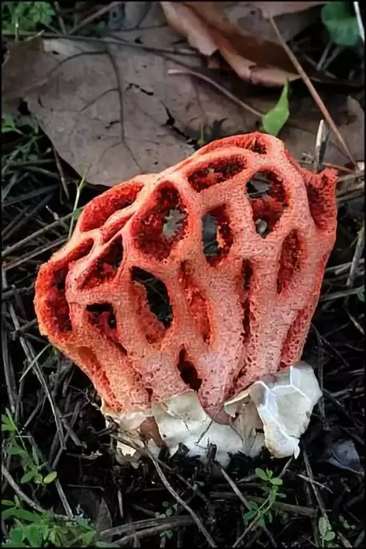 自然里的嚇人植物,確定不是從地獄來的麼?
