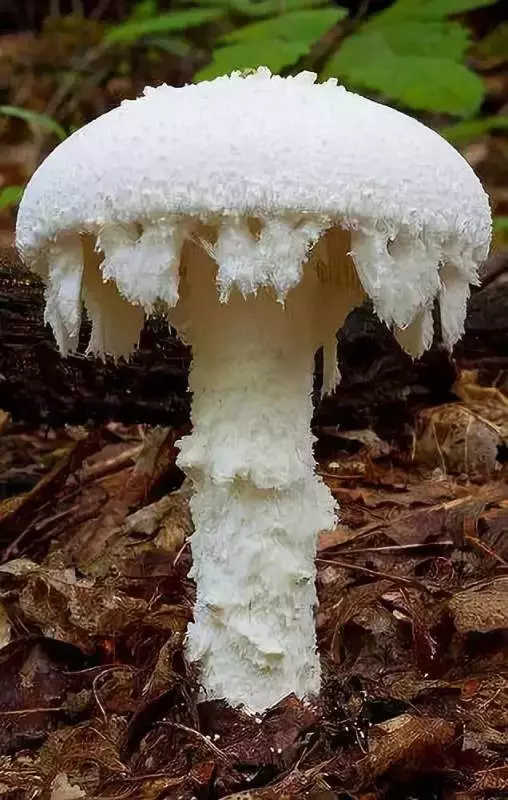 自然里的嚇人植物,確定不是從地獄來的麼?