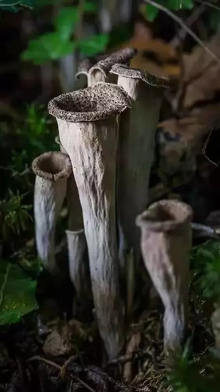 自然里的嚇人植物,確定不是從地獄來的麼?