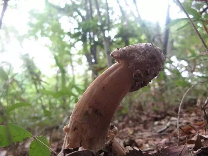 自然里的嚇人植物,確定不是從地獄來的麼?