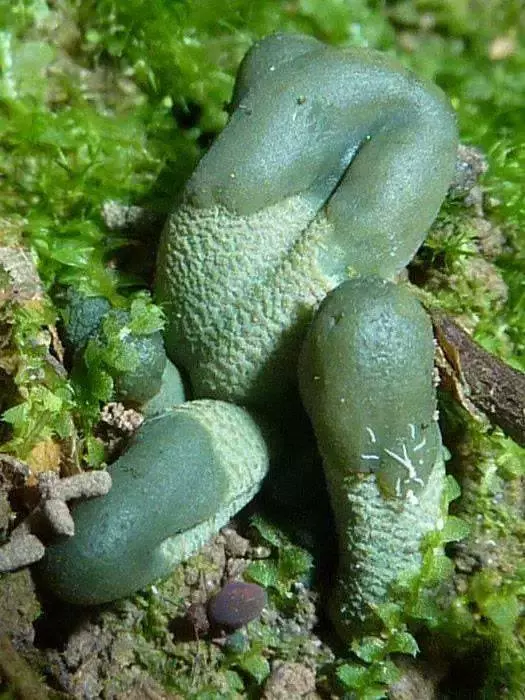 自然里的嚇人植物,確定不是從地獄來的麼?