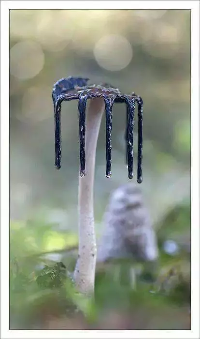 自然里的嚇人植物,確定不是從地獄來的麼?