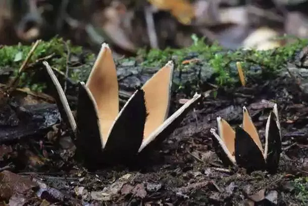 自然里的嚇人植物,確定不是從地獄來的麼?