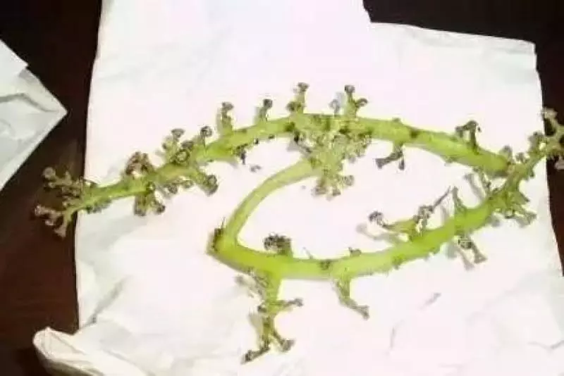只用水洗不幹淨的,葡萄應該用它清洗