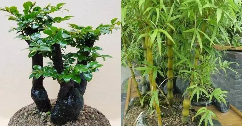 很少有人知道,這幾款植物放客廳,好看養人又旺財!能養40年以上