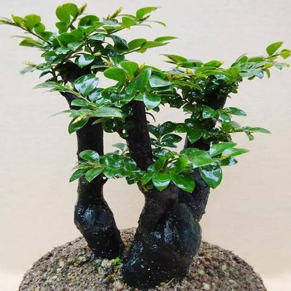 很少有人知道,這幾款植物放客廳,好看養人又旺財!能養40年以上
