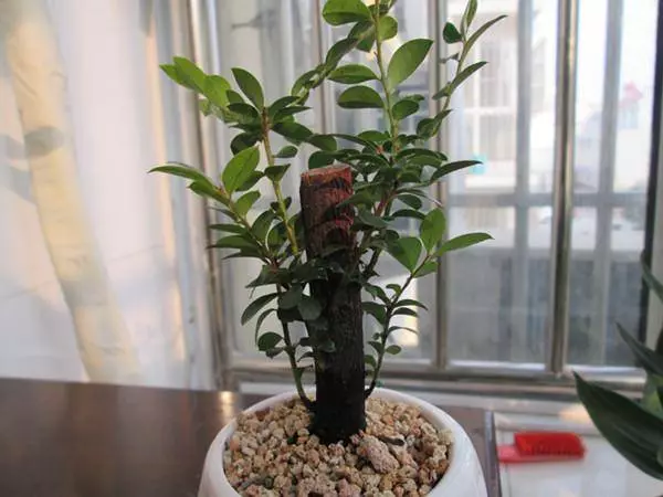 很少有人知道,這幾款植物放客廳,好看養人又旺財!能養40年以上