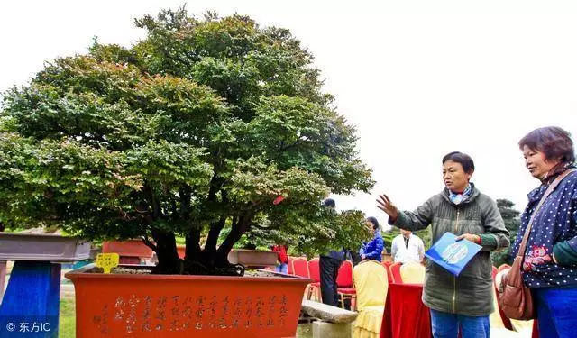 很少有人知道,這幾款植物放客廳,好看養人又旺財!能養40年以上