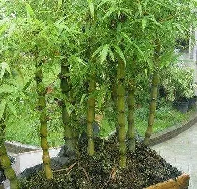 很少有人知道,這幾款植物放客廳,好看養人又旺財!能養40年以上