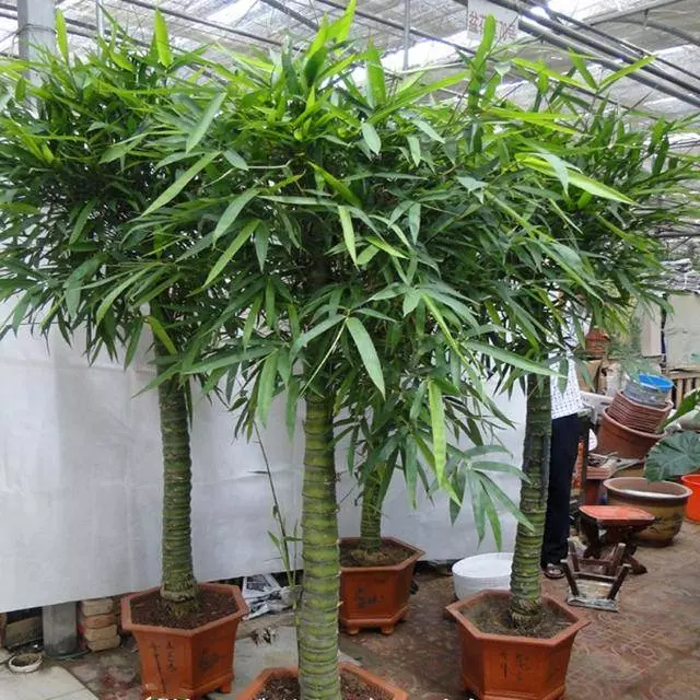 很少有人知道,這幾款植物放客廳,好看養人又旺財!能養40年以上