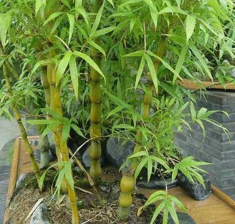 很少有人知道,這幾款植物放客廳,好看養人又旺財!能養40年以上