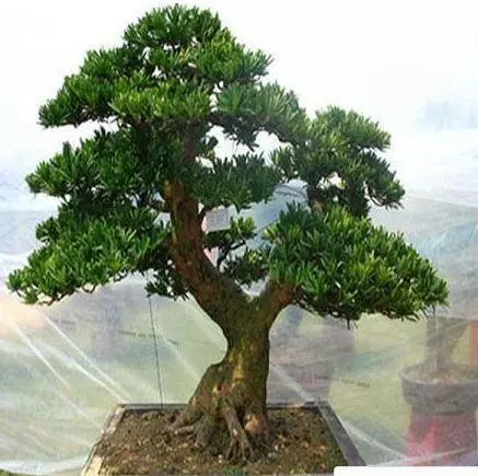 很少有人知道,這幾款植物放客廳,好看養人又旺財!能養40年以上