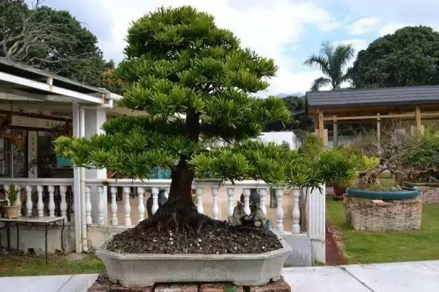 很少有人知道,這幾款植物放客廳,好看養人又旺財!能養40年以上