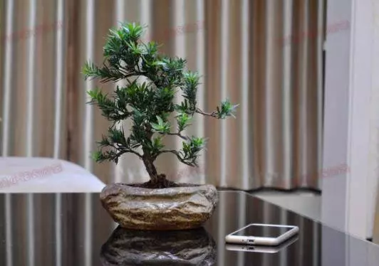 很少有人知道,這幾款植物放客廳,好看養人又旺財!能養40年以上