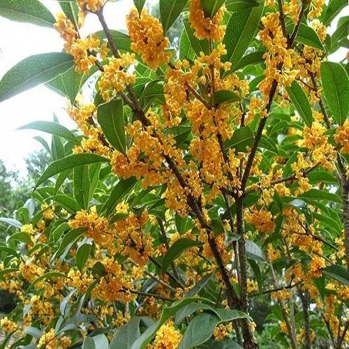 很少有人知道,這幾款植物放客廳,好看養人又旺財!能養40年以上