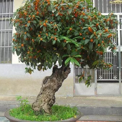 很少有人知道,這幾款植物放客廳,好看養人又旺財!能養40年以上