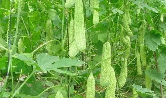 這5種瓜要多吃,你可能不知道,它有降血糖、降血糖的超強功效!