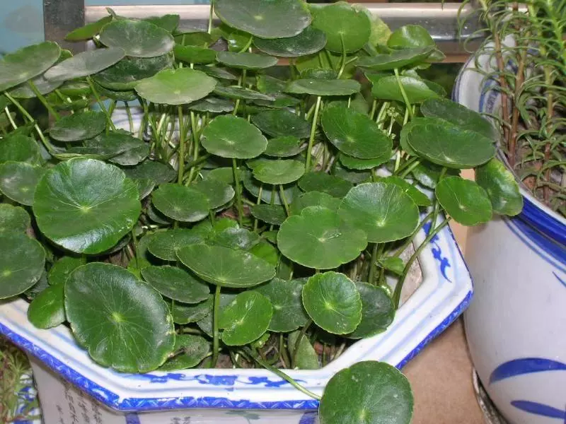 「金錢草」被譽為結石「粉碎機」,治療結石效果不錯!