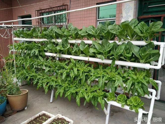 老漢打造種菜神器,不要土不要肥,菜菜吃不完,看傻鄰居