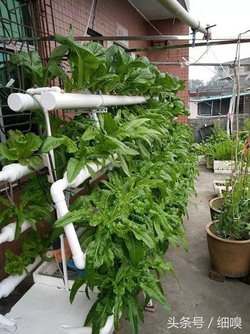 老漢打造種菜神器,不要土不要肥,菜菜吃不完,看傻鄰居