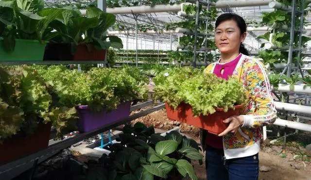 老漢打造種菜神器,不要土不要肥,菜菜吃不完,看傻鄰居