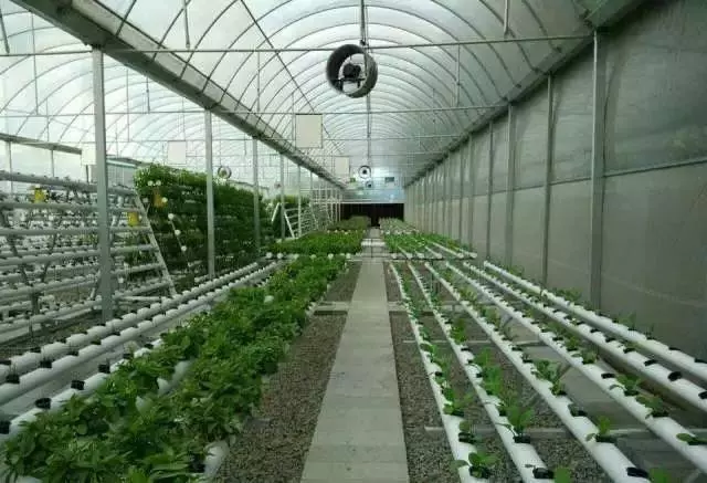 老漢打造種菜神器,不要土不要肥,菜菜吃不完,看傻鄰居
