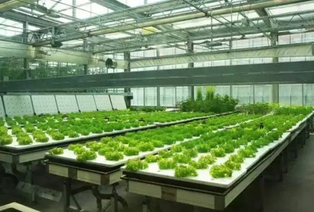 老漢打造種菜神器,不要土不要肥,菜菜吃不完,看傻鄰居