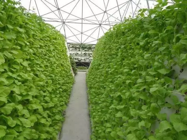 老漢打造種菜神器,不要土不要肥,菜菜吃不完,看傻鄰居