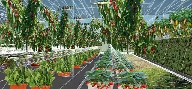 老漢打造種菜神器,不要土不要肥,菜菜吃不完,看傻鄰居