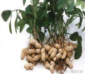 高血壓不用煩!記住「一草一茶」,血壓、血脂快速猛降!永遠斷根!