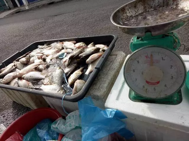 23歲巫裔女孩辭掉工作當魚販,反問:「這有什麼可恥,我賺很多的」