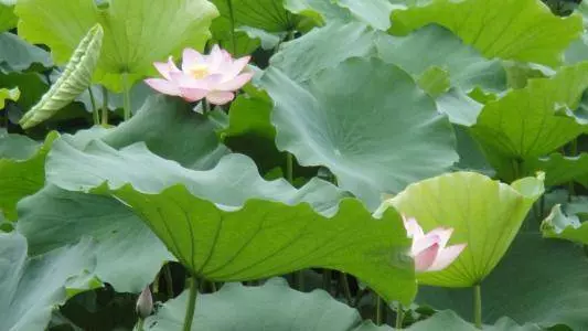 11月12、13、14號走鴻運,發橫財中大獎,窮鬼翻身的5大生肖!