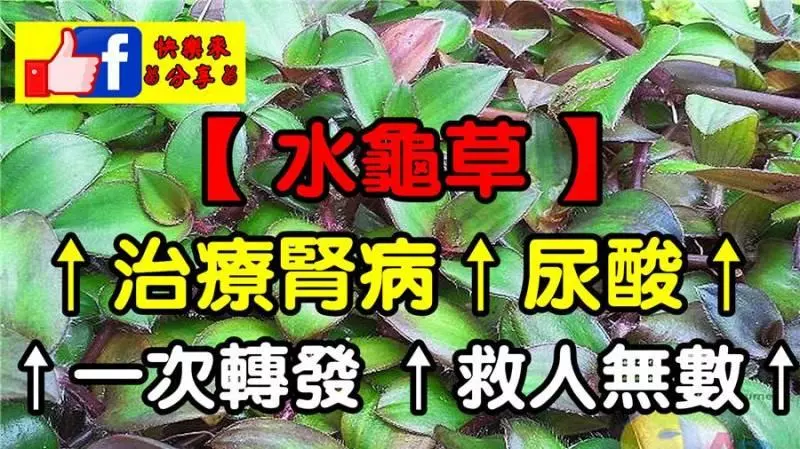 【 水龜草 】 治療「腎病」與「尿酸」!從此不需再洗腎!一次轉發,救人無數!