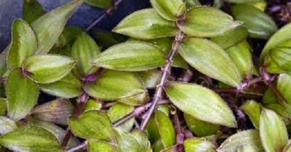 【 水龜草 】 治療「腎病」與「尿酸」!從此不需再洗腎!一次轉發,救人無數!