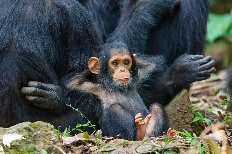 讓它們來治癒你… 22張「重新覺得世界很美好」的動物寶寶照片