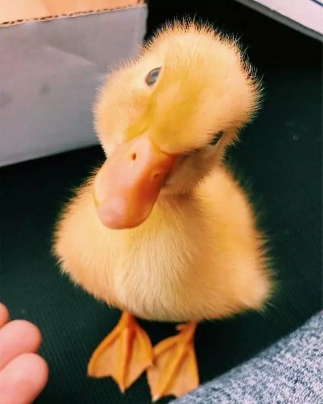 讓它們來治癒你… 22張「重新覺得世界很美好」的動物寶寶照片