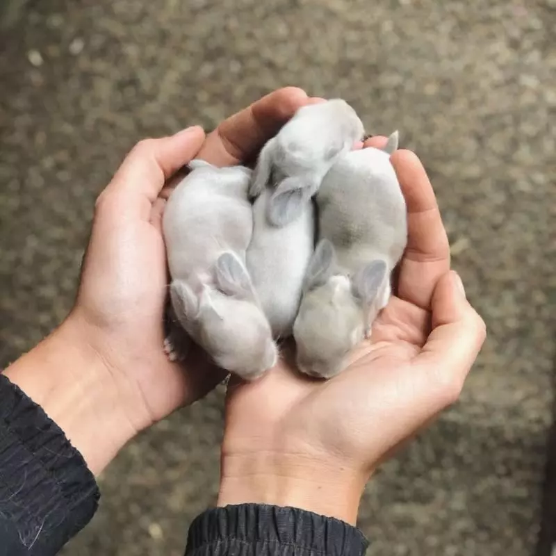 讓它們來治癒你… 22張「重新覺得世界很美好」的動物寶寶照片