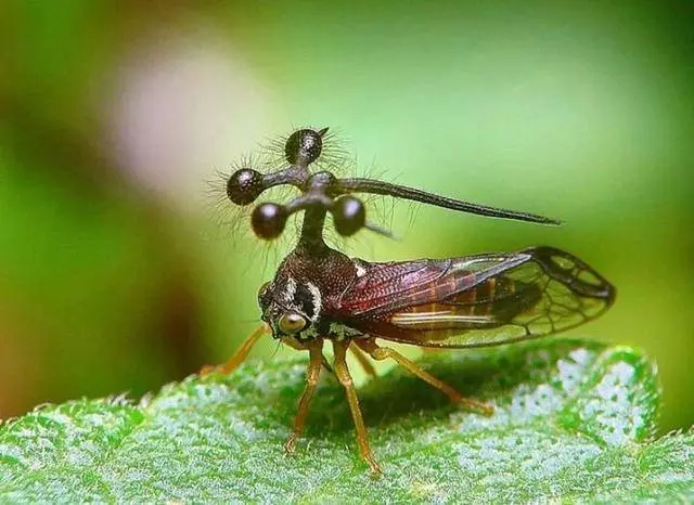 這個星球上最外星的25種動物,絕大多數你都沒見過!