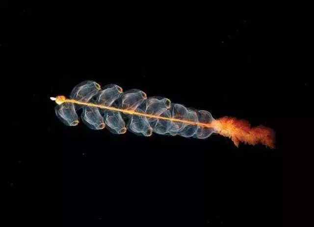 這個星球上最外星的25種動物,絕大多數你都沒見過!