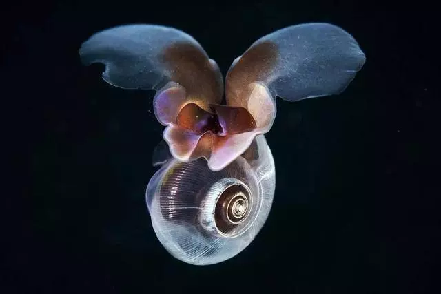 這個星球上最外星的25種動物,絕大多數你都沒見過!