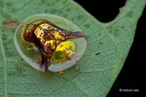 這個星球上最外星的25種動物,絕大多數你都沒見過!