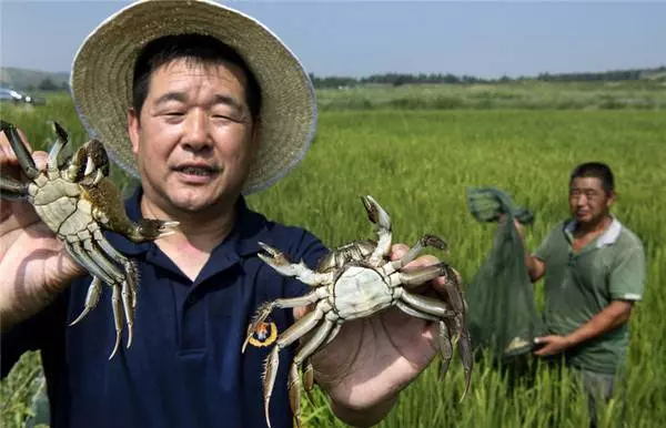 沙漠變良田!中國陝北毛烏素沙漠換新貌成「森林」,前無古人壯舉!聯合國的關注
